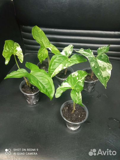 Сингониум imperial white