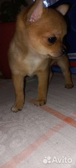 Супер мини чихуахуа