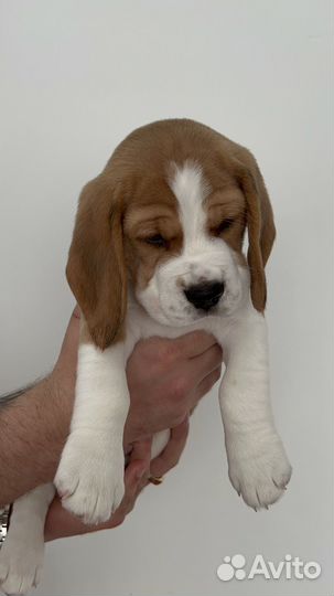 Щенки бигль