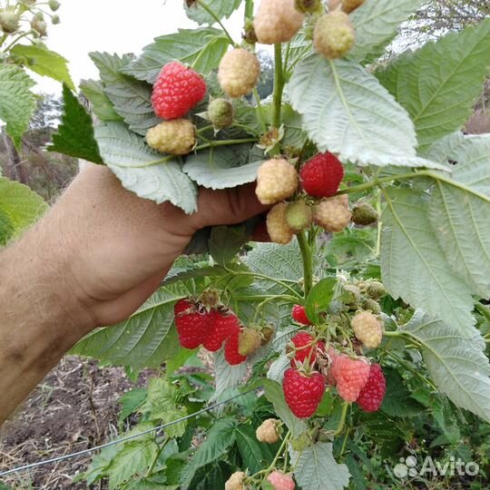 Саженцы ремонтантной малины
