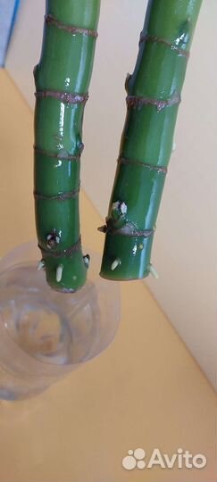 Диффенбахия декоративное, комнатное растение