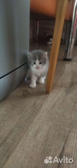 Котики бесплатно в добрые руки