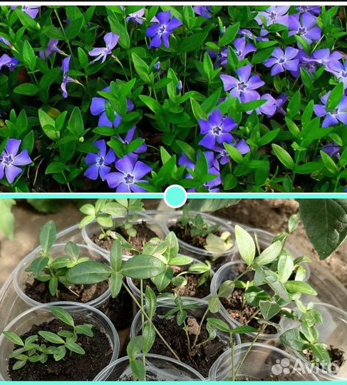 Многолетние цветы