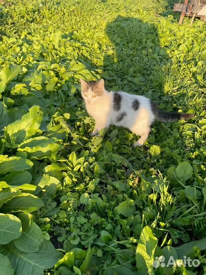 Котенок потеряшка