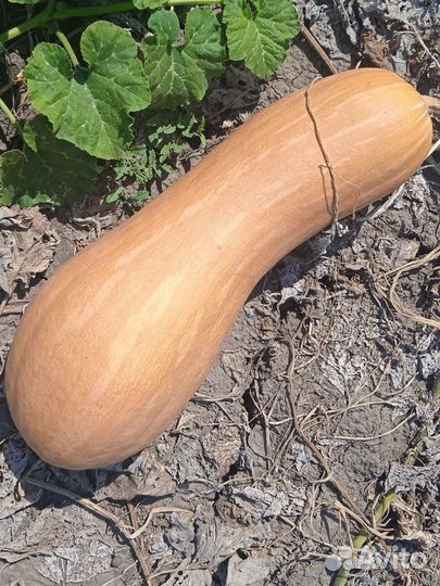 Семена тыквы Прикубанская