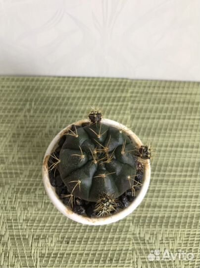 Кактус гимнокалициум