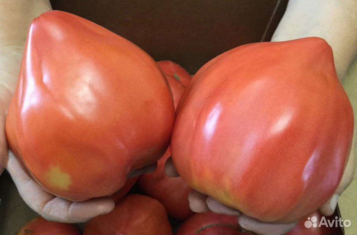 Семена томатов