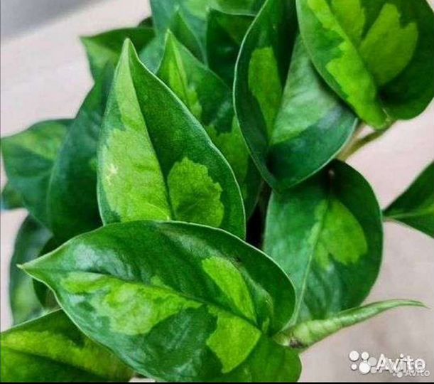 Сциндапсус Глобал Грин/Эпипремнум Эн джой голд