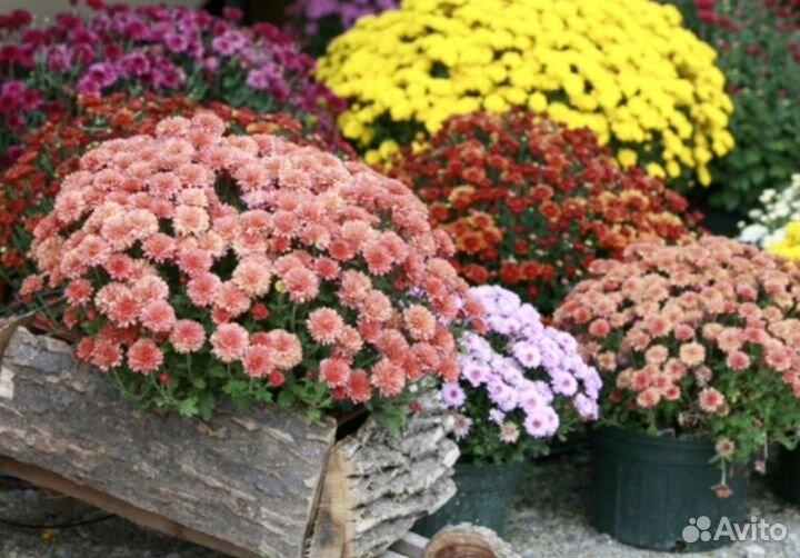 Хризантема мультифлора черенки укоренённые