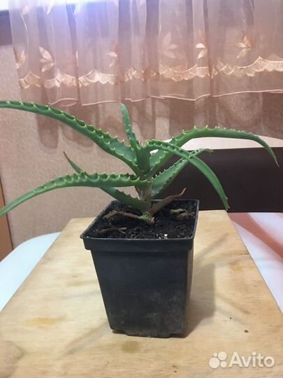 Алоэ обыкновенное