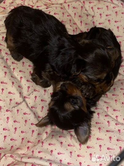 Йоркширский терьер мини беби фейс щенки