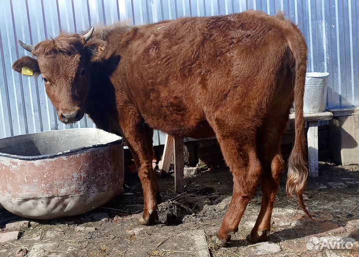 Продается телка