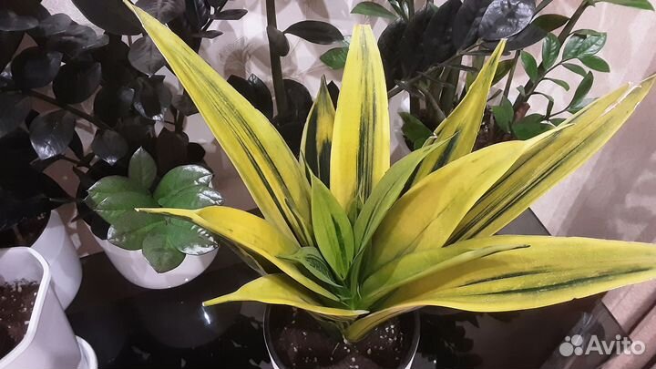 Сансевиерия Голден Флейм