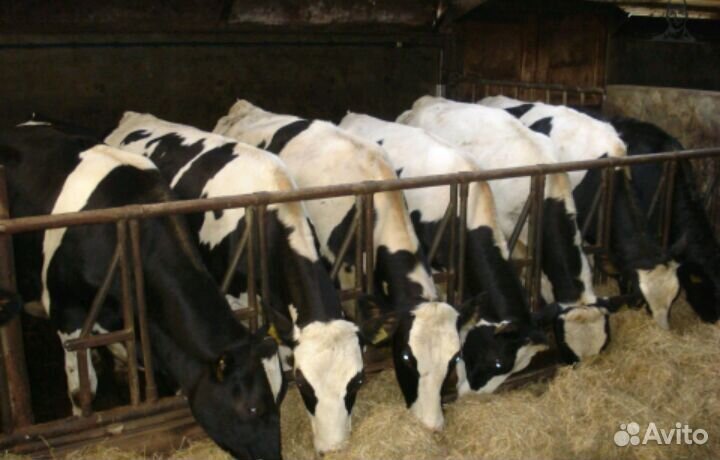 Бычки телята