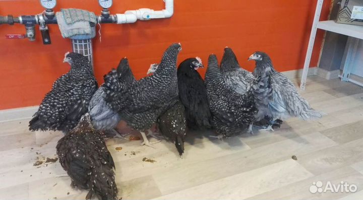 Куры несушки молодки