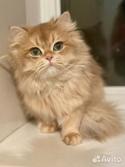 Кот золотая шиншилла