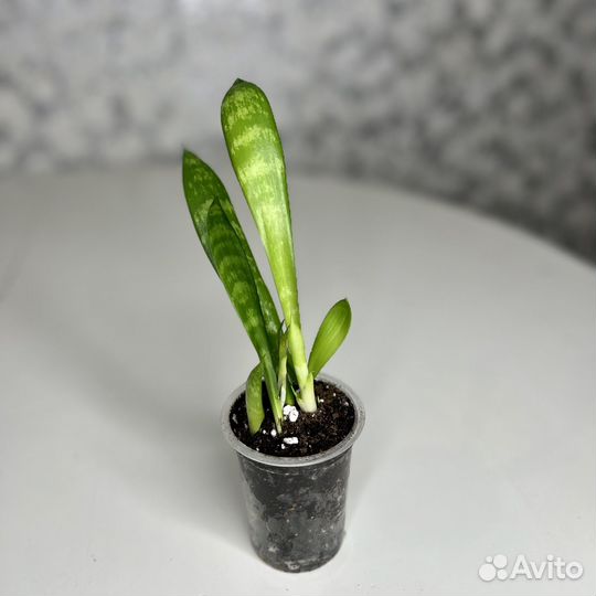 Сансевиерия