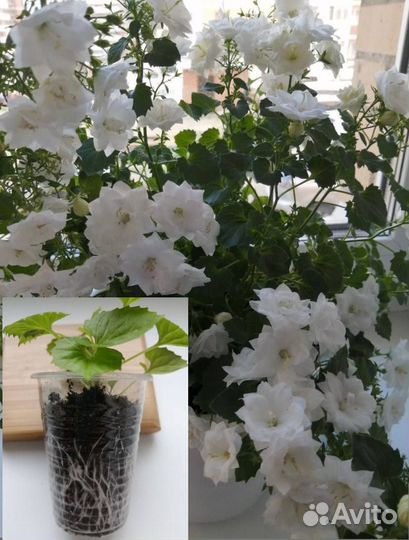 Кампанулы (Жених и невеста)