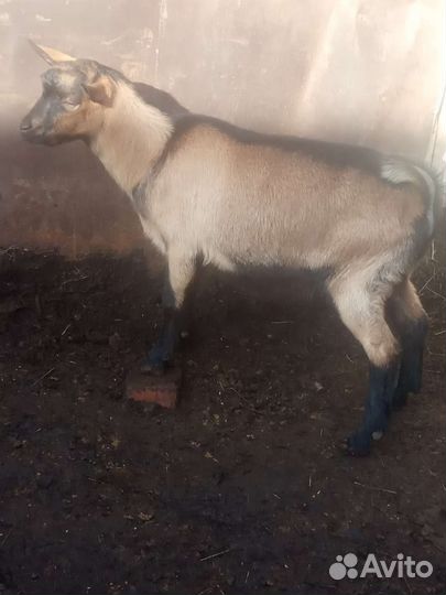 Альпийский козлик