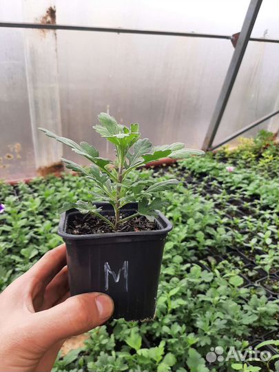 Хризантемы мультифлора