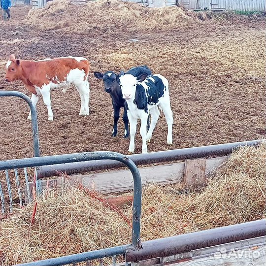 Молодняк крс