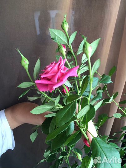 Комнатные цветы,Роза комнатная