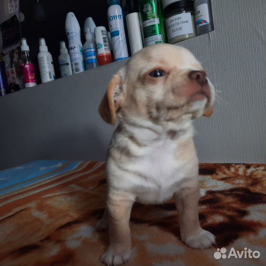 Щенки чихуахуа стандарт