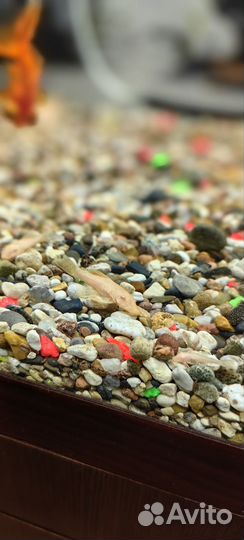 Сомики анцитрусы