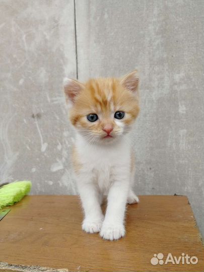 Кошка в дар бесплатно