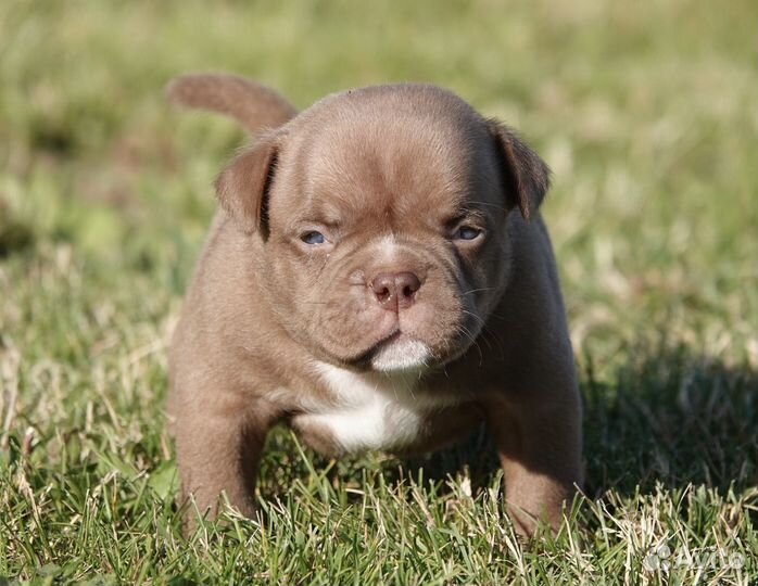 Щенки породы американский булли