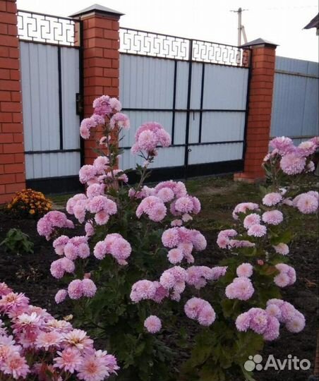 Хризантема корейская