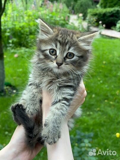 Отдам котенка в добрые руки