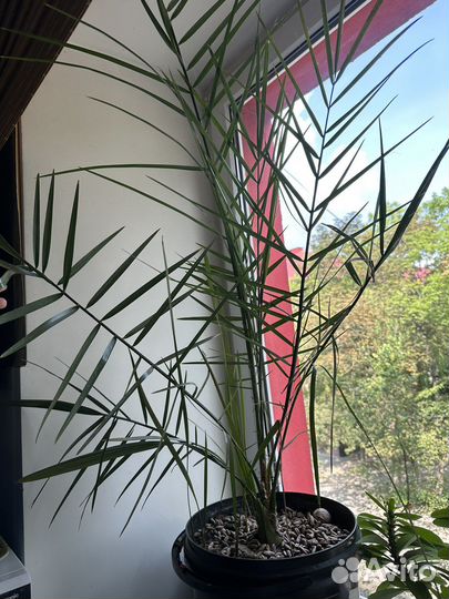 Финиковое дерево