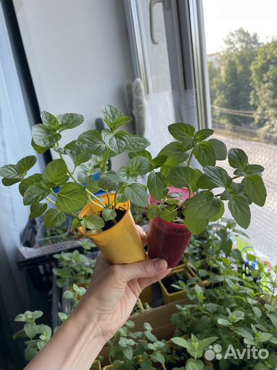 Саженцы Мяты 20 сортов