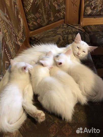 Котята турецкой ангоры