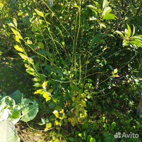 Саженцы вишни