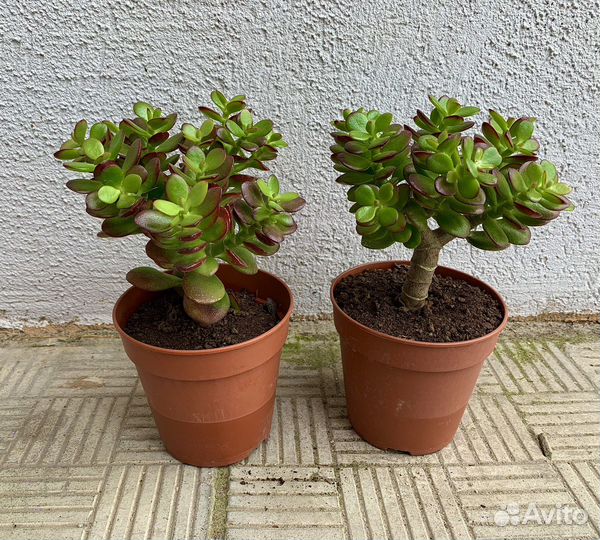 Крассула Минор