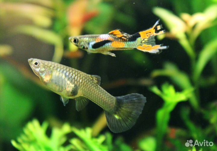 Гуппи, анцитрусы