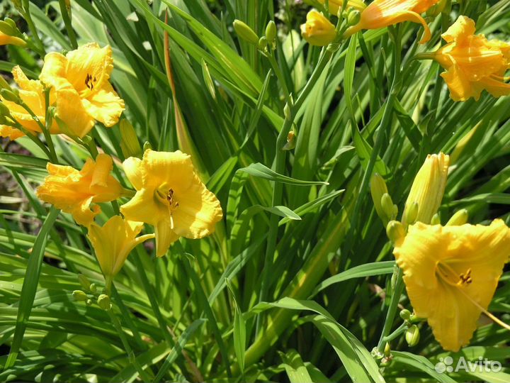 Хоста, лилейник, флокс