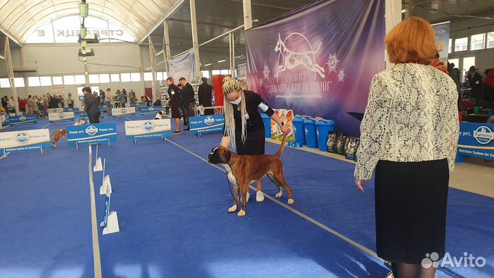 Боксёры Юниоры