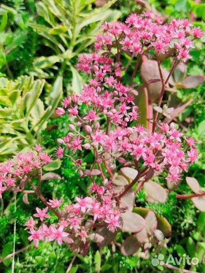 Очитки, седумы саженцы