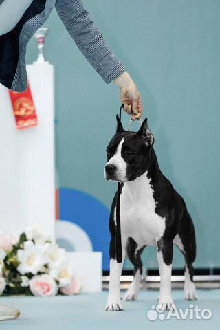 Профессиональный хендлер