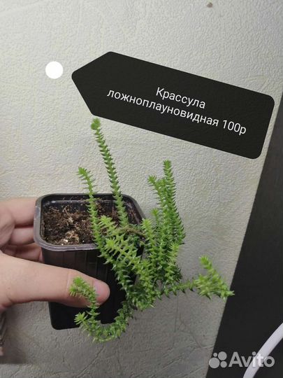 Крестовник роули, хойи и другое