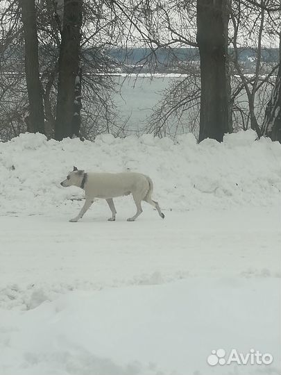 Собака в добрые руки