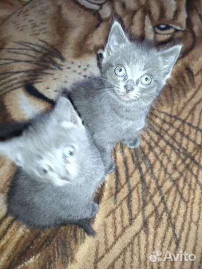 Отдам котят в добрые руки