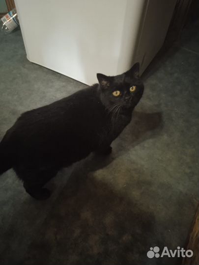 Кот и кошка ищут семью