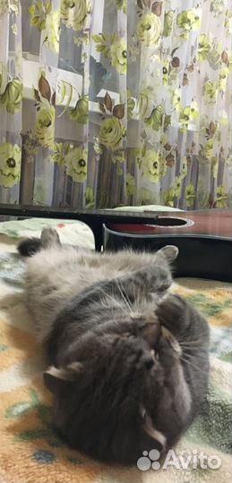 Шотландский кот