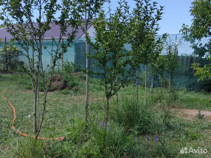 Гибискус штамбовый