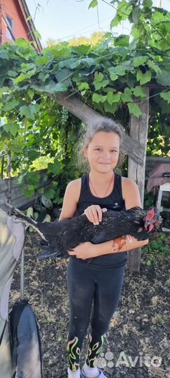 Петух ручной 4 месяца