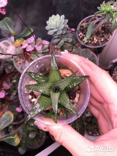 Хавортии разные, каланхоэ и тд